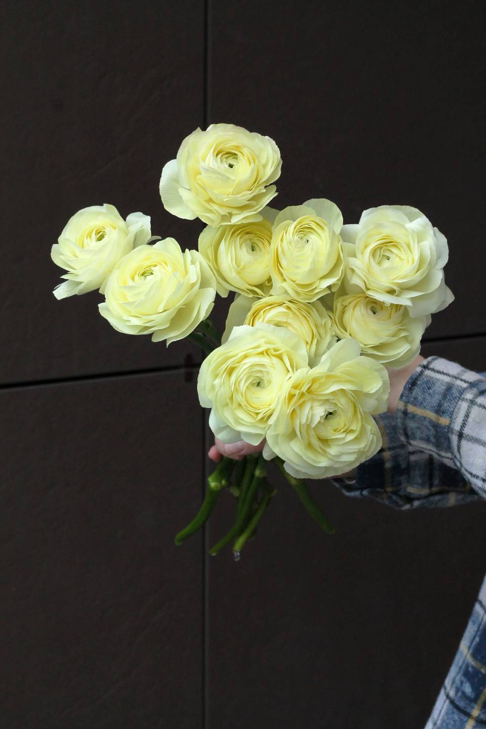 Ранункулюс Клуни