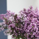 Сирень лавандовая - с добавлением зелени - миниатюра 