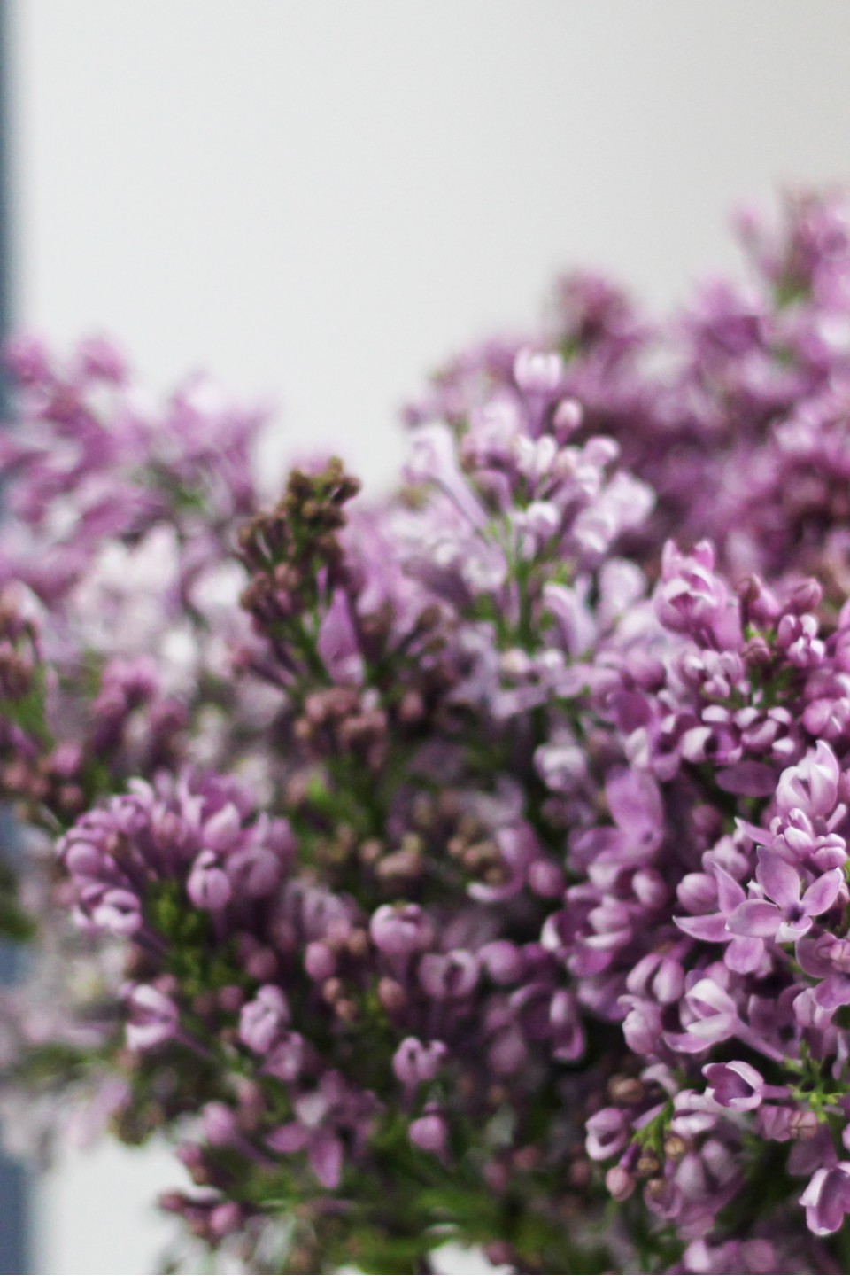 Сирень лавандовая - с добавлением зелени