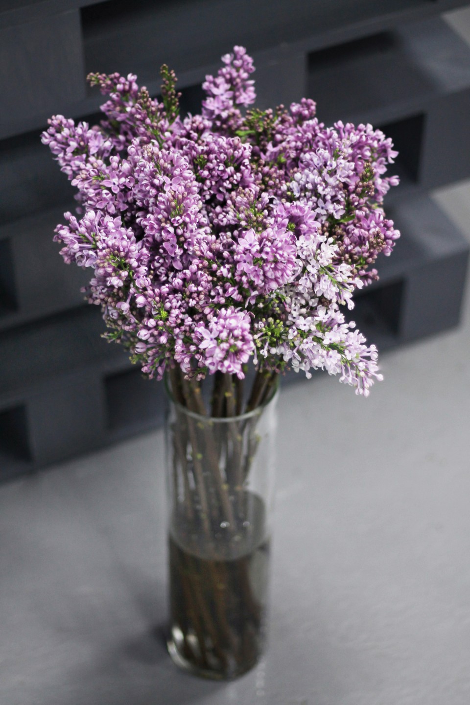 Сирень лавандовая - с доставкой по Минску