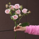 Роза кустовая Надя Дуран - миниатюра