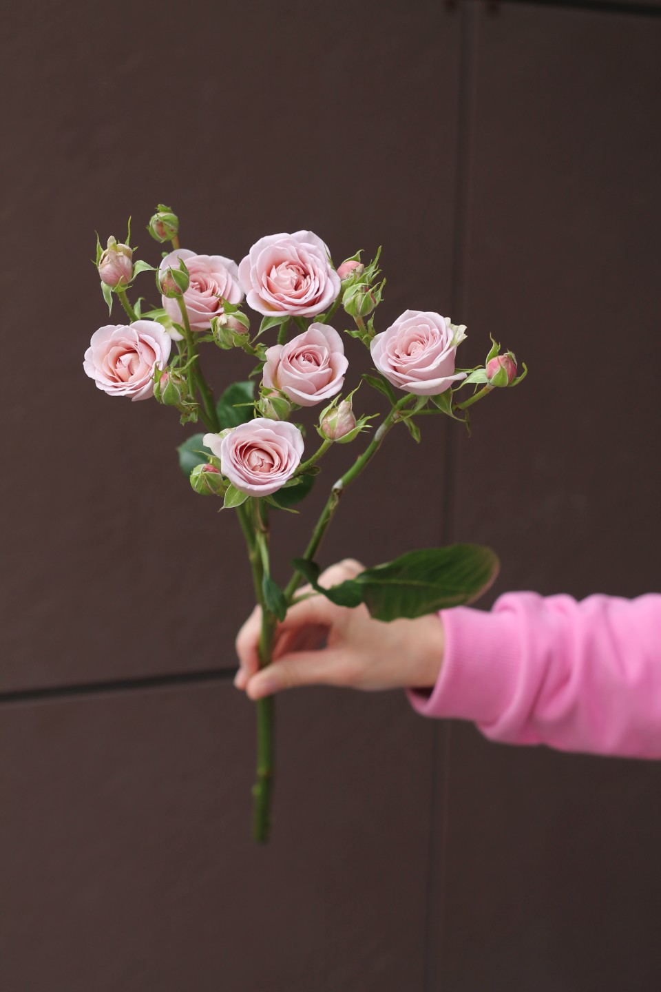 Роза кустовая Надя Дуран