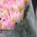 Пионовидный Розовый Тюльпан - с доставкой по Минску - миниатюра