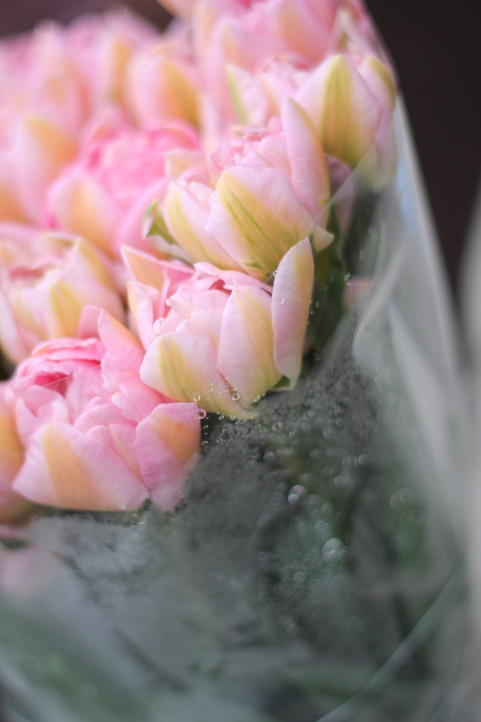 Пионовидный Розовый Тюльпан - с доставкой по Минску