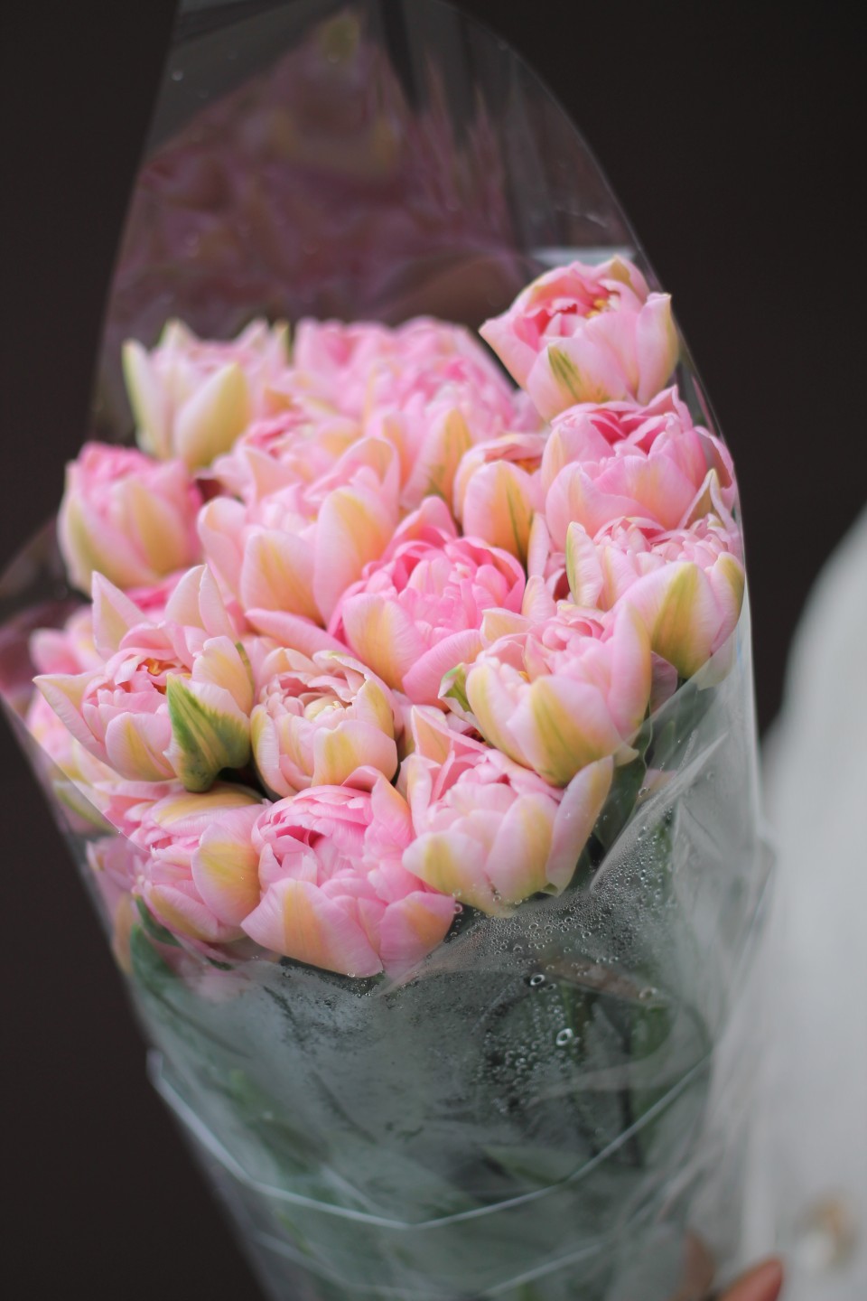 Пионовидный Розовый Тюльпан - с добавлением зелени