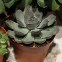 Суккулент микс - миниатюра