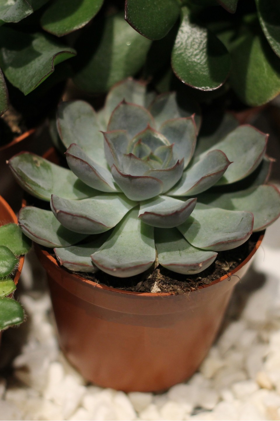 Суккулент микс