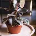 Фикус Эластика Белиз (Ficus Belize) 100см - с добавлением зелени - миниатюра 