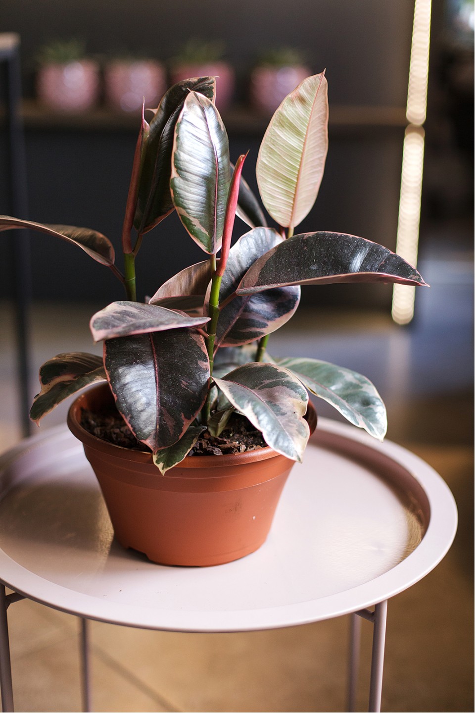 Фикус Эластика Белиз (Ficus Belize) 100см - с добавлением зелени