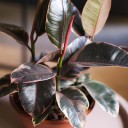 Фикус Эластика Белиз (Ficus Belize) 100см - миниатюра