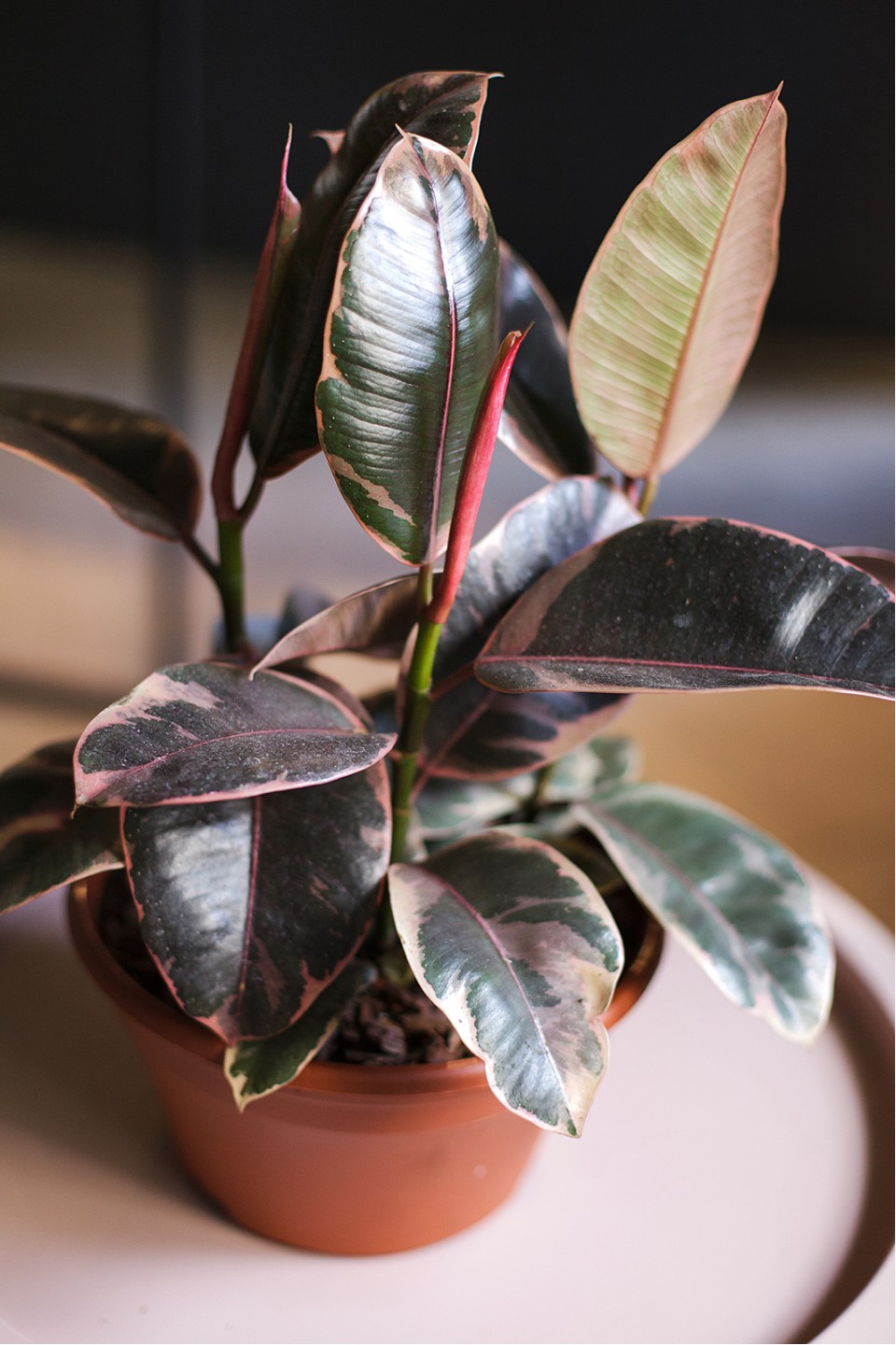 Фикус Эластика Белиз (Ficus Belize) 100см