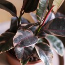 Фикус Эластика Белиз (Ficus Belize) 100см - с доставкой по Минску - миниатюра