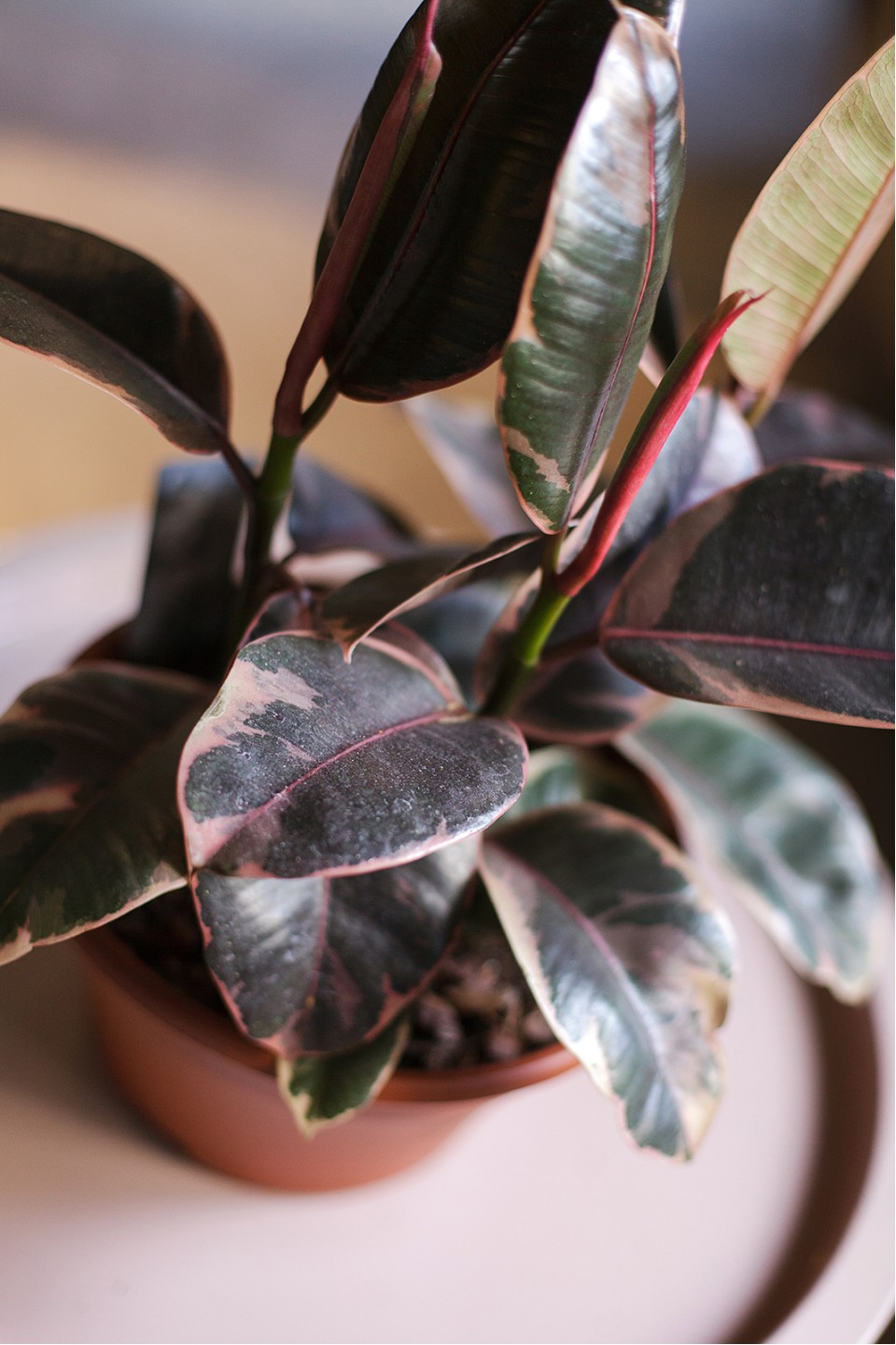 Фикус Эластика Белиз (Ficus Belize) 100см - с доставкой по Минску