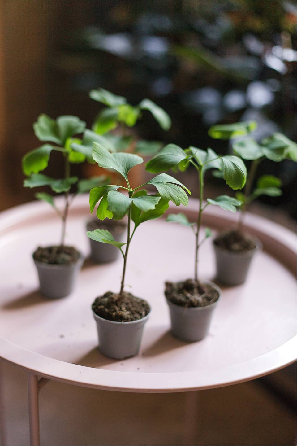 Гинкго двулопастный (Ginkgo Biloba) - с доставкой по Минску