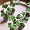 Гинкго двулопастный (Ginkgo Biloba) - с добавлением зелени - миниатюра 