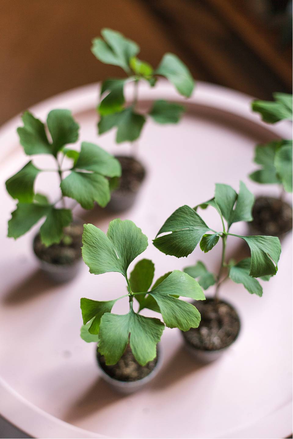 Гинкго двулопастный (Ginkgo Biloba) - с добавлением зелени