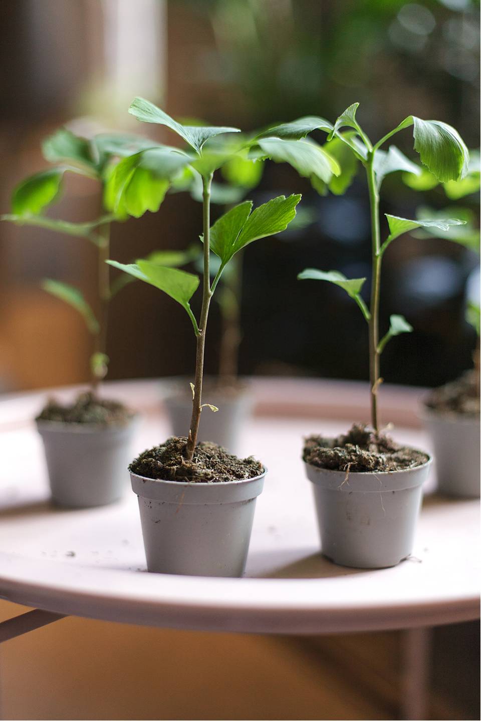 Гинкго двулопастный (Ginkgo Biloba) - подарочное оформление