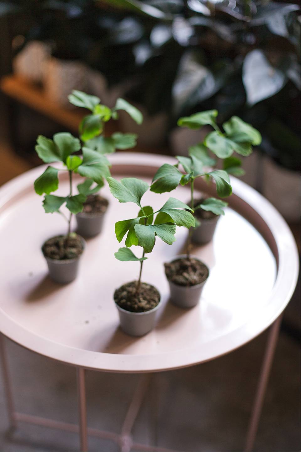 Гинкго двулопастный (Ginkgo Biloba) - быстрая доставка в Минске