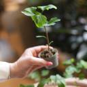 Гинкго двулопастный (Ginkgo Biloba) - миниатюра