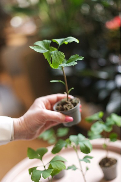Гинкго двулопастный (Ginkgo Biloba)