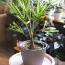 Трахикарпус Форчуна (Trachycarpus Fortunei) - миниатюра