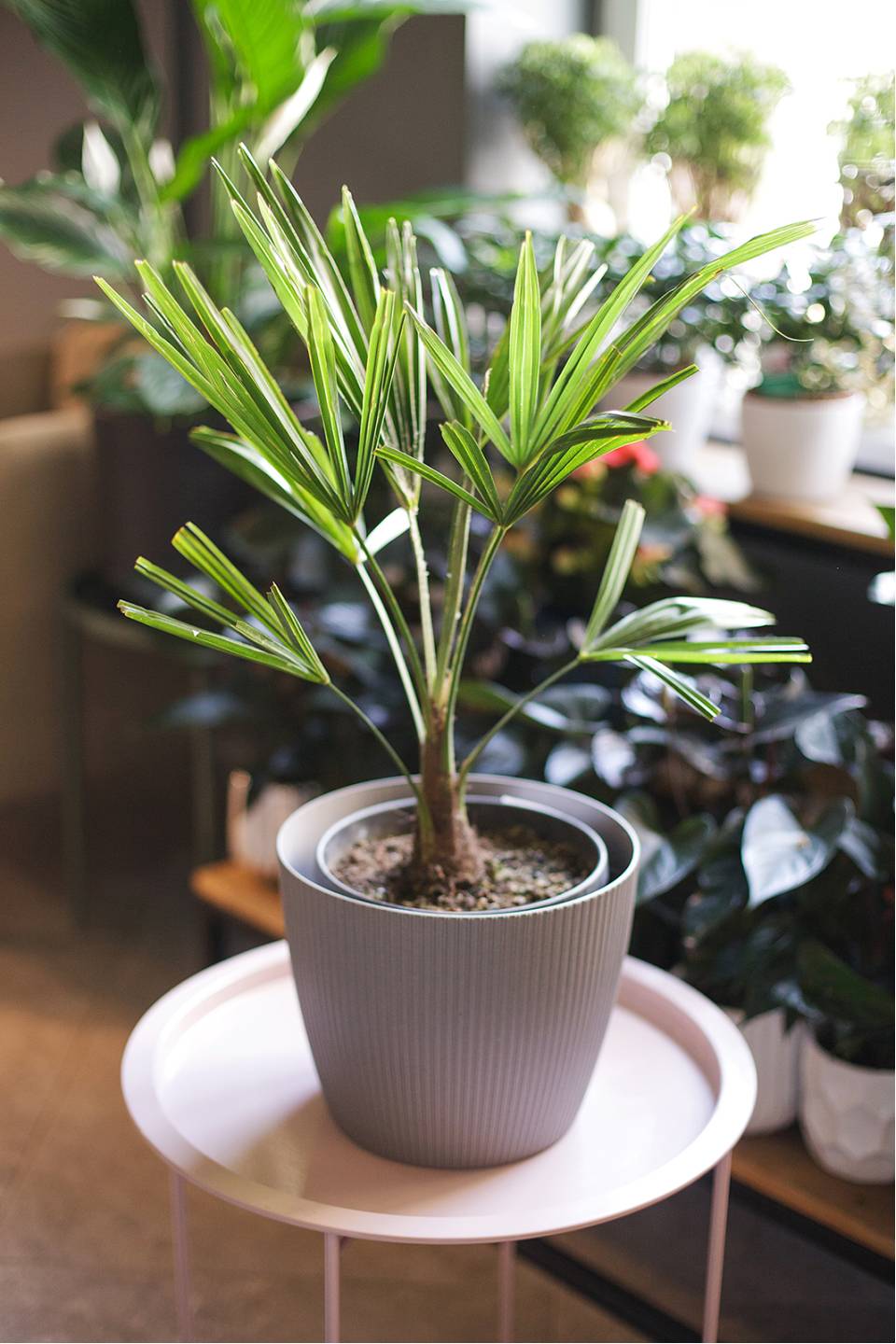 Трахикарпус Форчуна (Trachycarpus Fortunei)