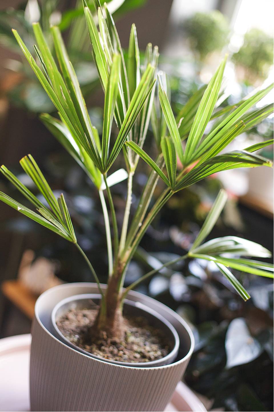 Трахикарпус Форчуна (Trachycarpus Fortunei) - с доставкой по Минску