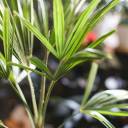 Трахикарпус Форчуна (Trachycarpus Fortunei) - с добавлением зелени - миниатюра 