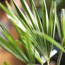 Трахикарпус Форчуна (Trachycarpus Fortunei) - подарочное оформление - миниатюра