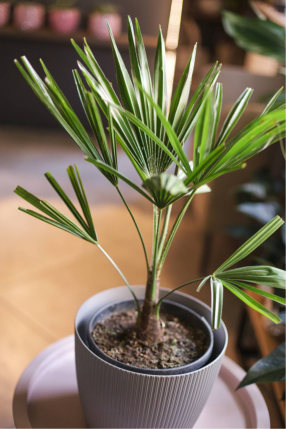Трахикарпус Форчуна (Trachycarpus Fortunei) - быстрая доставка в Минске