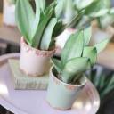 Сансевиерия Муншайн (Sansevieria Moonshine) - с добавлением зелени - миниатюра 