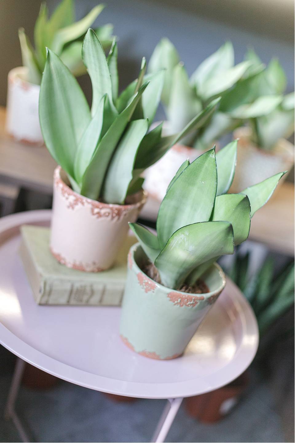 Сансевиерия Муншайн (Sansevieria Moonshine) - с добавлением зелени