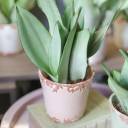 Сансевиерия Муншайн (Sansevieria Moonshine) - миниатюра