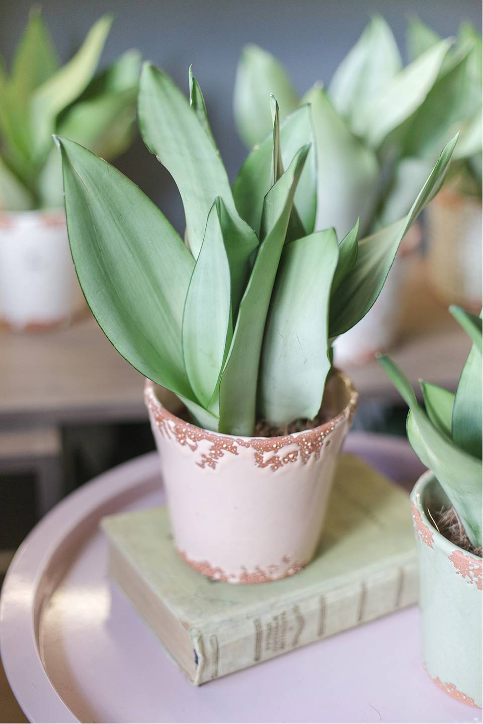 Сансевиерия Муншайн (Sansevieria Moonshine)