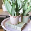 Сансевиерия Муншайн (Sansevieria Moonshine) - с доставкой по Минску - миниатюра