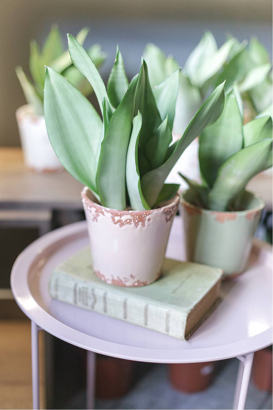 Сансевиерия Муншайн (Sansevieria Moonshine) - с доставкой по Минску