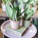 Сансевиерия Муншайн (Sansevieria Moonshine) - подарочное оформление - миниатюра