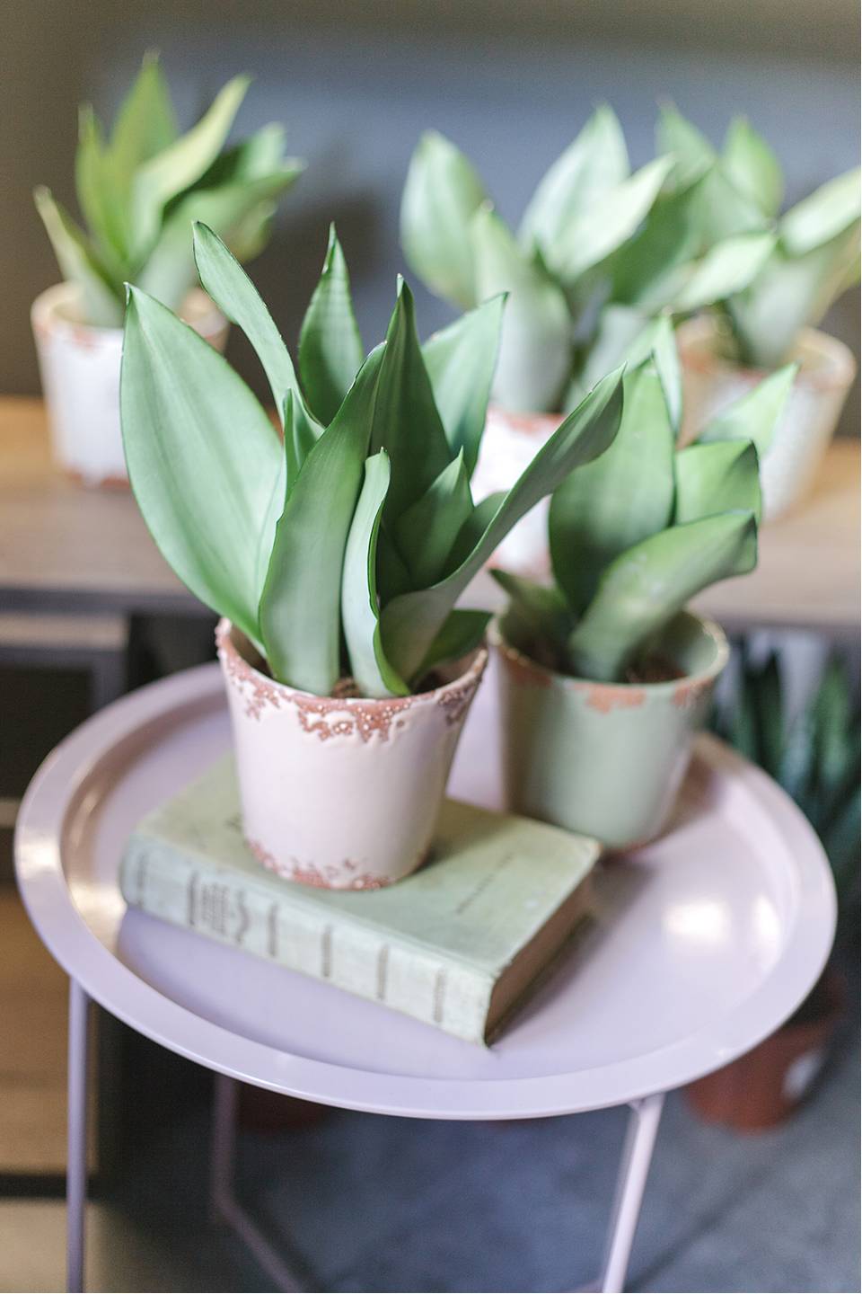 Сансевиерия Муншайн (Sansevieria Moonshine) - подарочное оформление