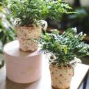 Даваллия (Davallia) 35 см - миниатюра