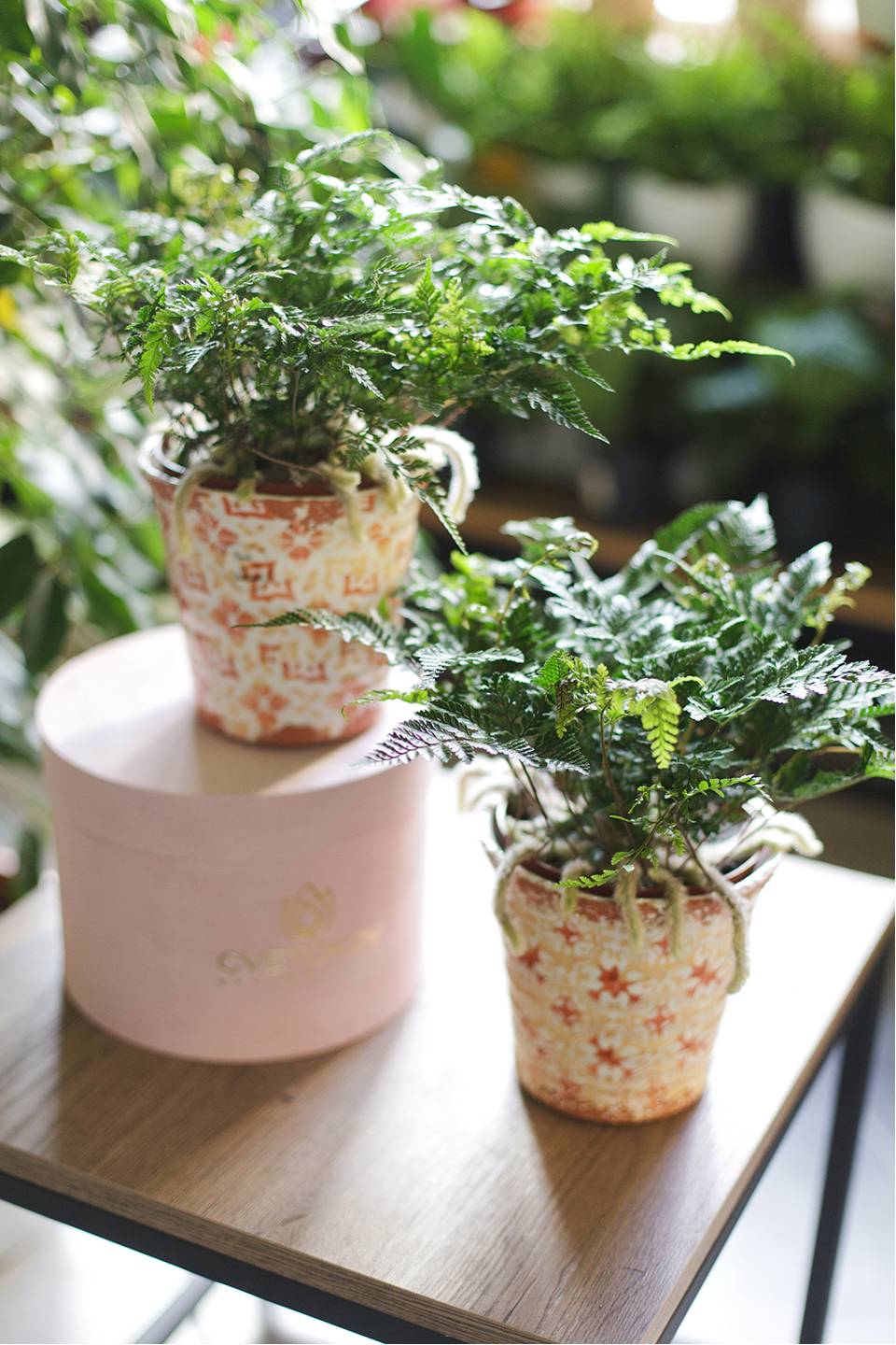 Даваллия (Davallia) 35 см