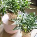 Даваллия (Davallia) 35 см - подарочное оформление - миниатюра