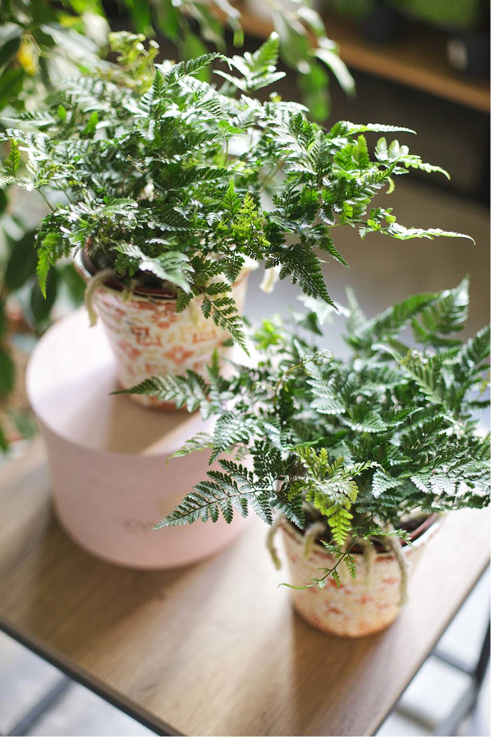 Даваллия (Davallia) 35 см - подарочное оформление