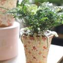 Даваллия (Davallia) 35 см - с доставкой по Минску - миниатюра