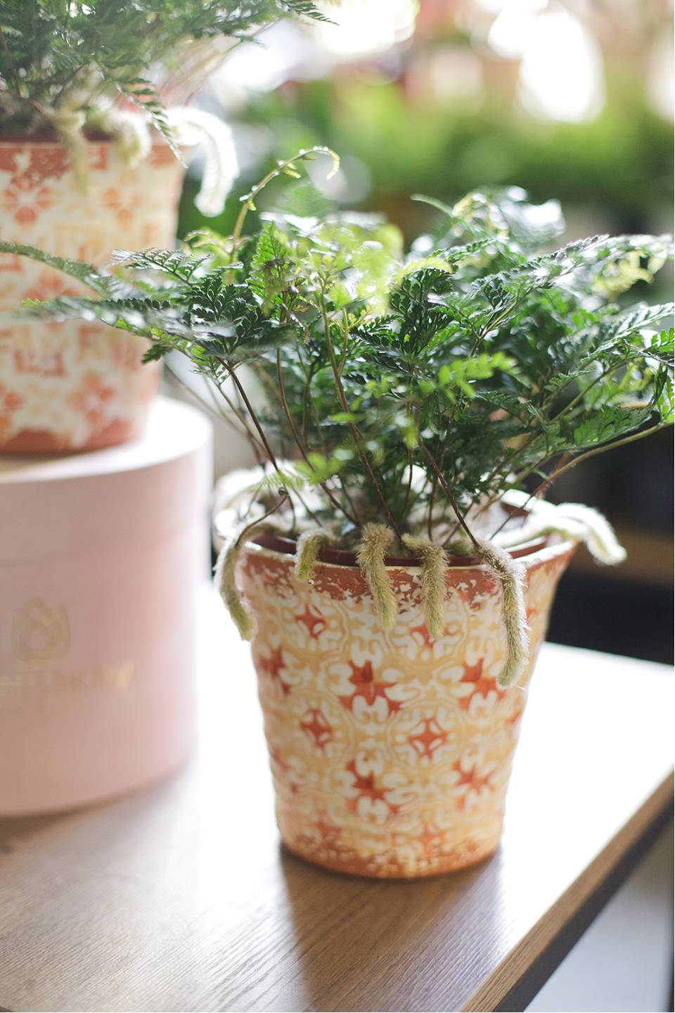 Даваллия (Davallia) 35 см - с доставкой по Минску