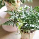 Даваллия (Davallia) 35 см - с добавлением зелени - миниатюра 