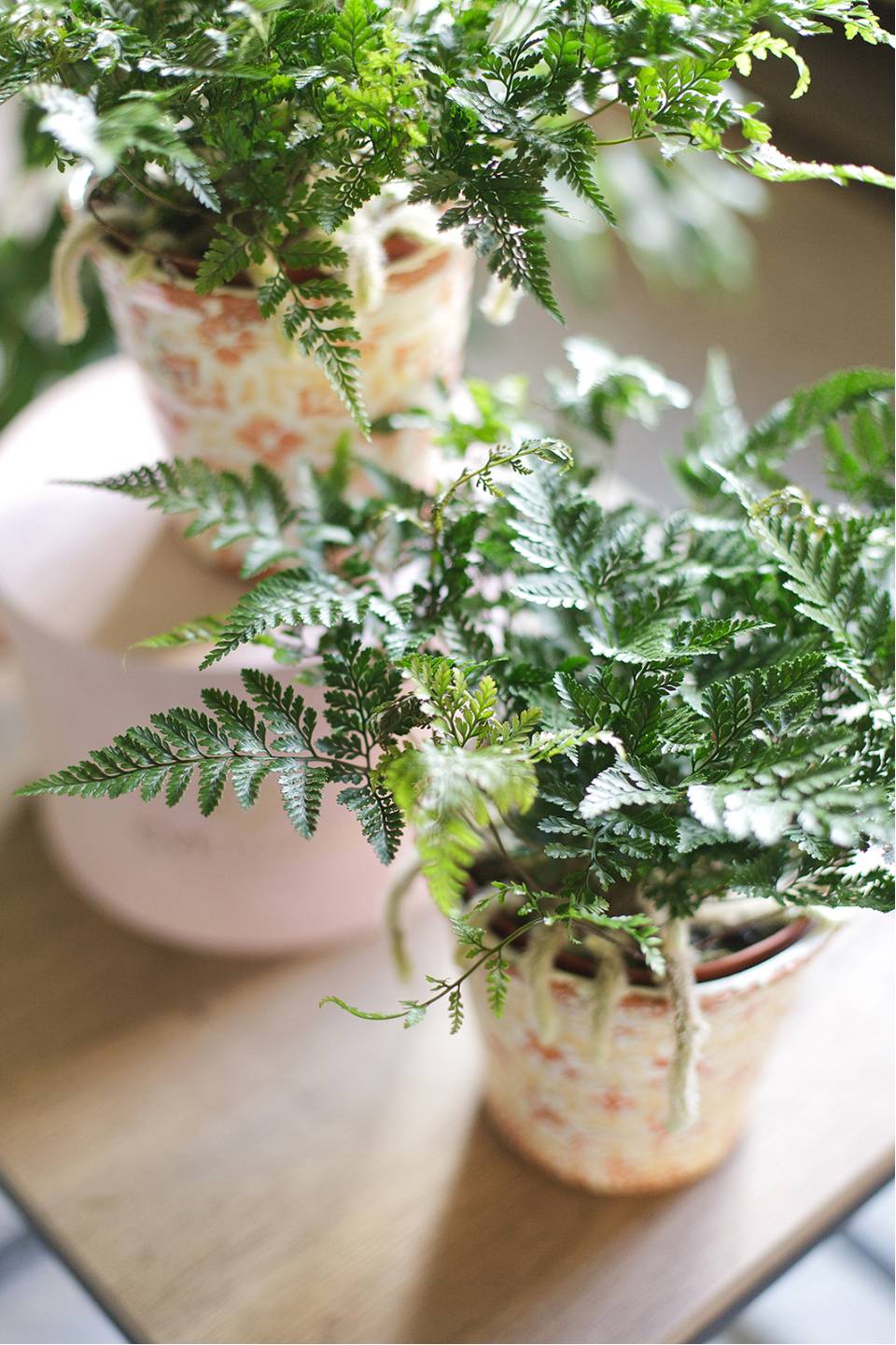 Даваллия (Davallia) 35 см - с добавлением зелени