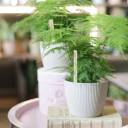 Аспарагус (Asparagus setaceus) 40 см - миниатюра