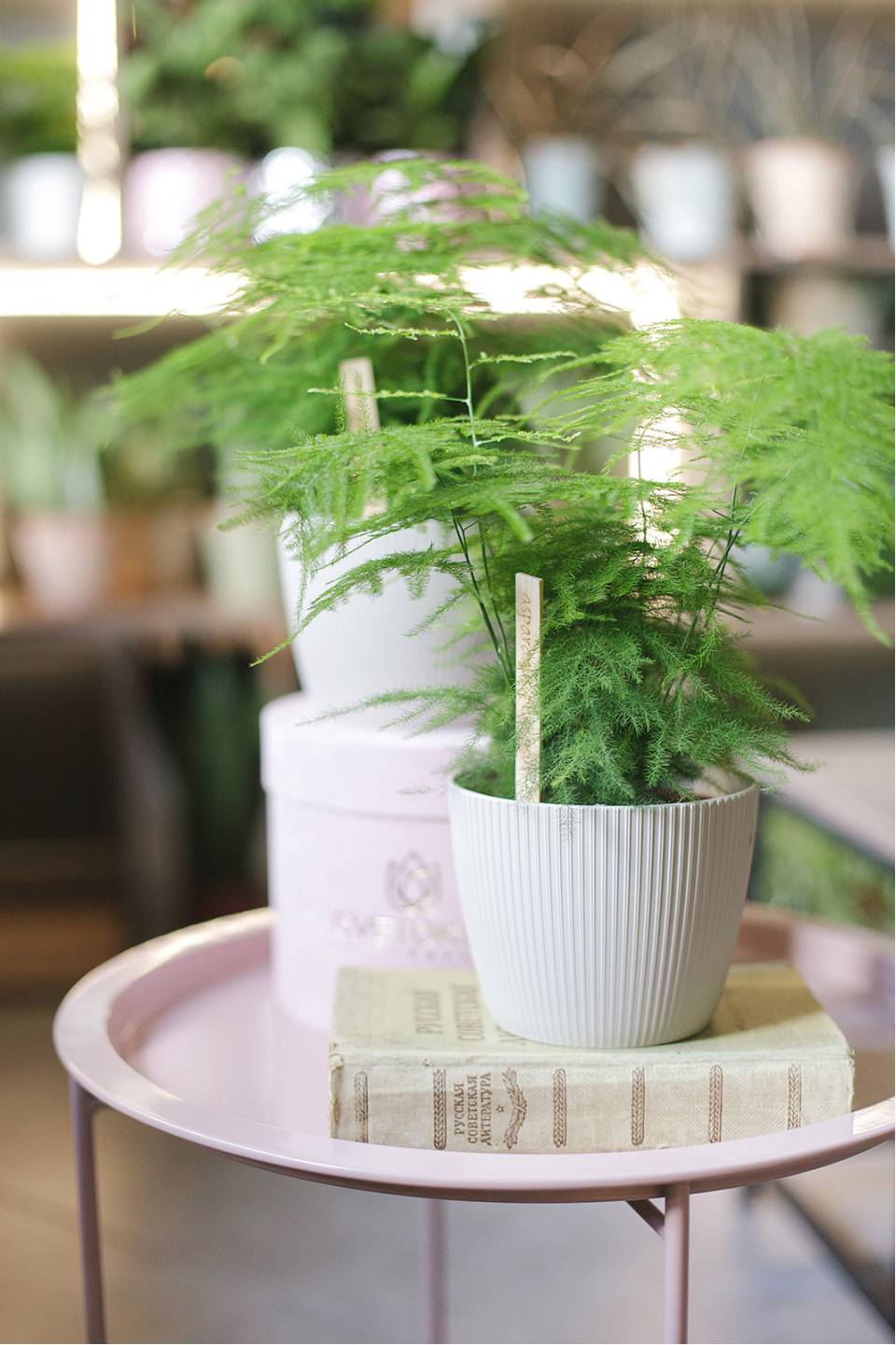 Аспарагус (Asparagus setaceus) 40 см