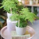 Аспарагус (Asparagus setaceus) 40 см - с доставкой по Минску - миниатюра