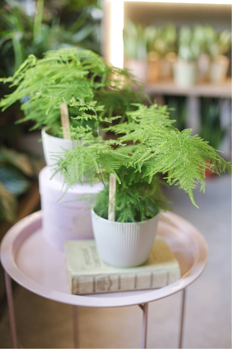 Аспарагус (Asparagus setaceus) 40 см - с доставкой по Минску